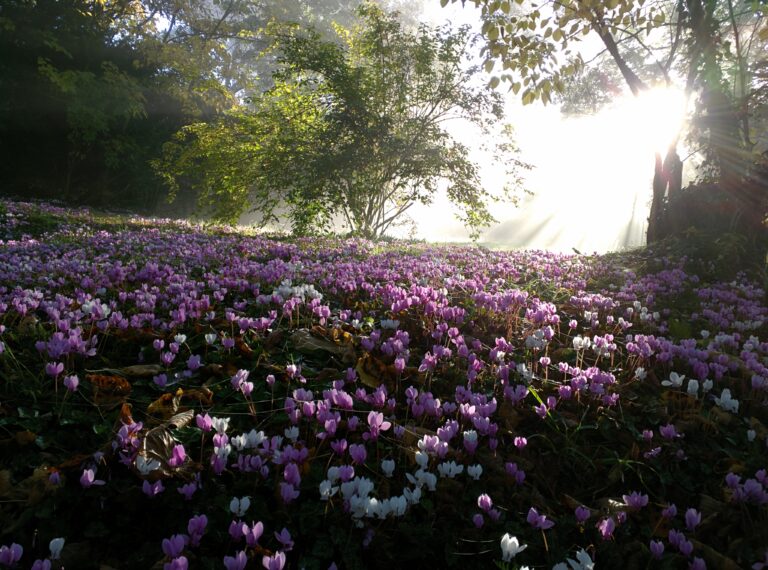 Toutes les saisons sont belles dans le Périgord... Ici un tapis de cyclamen en automne.